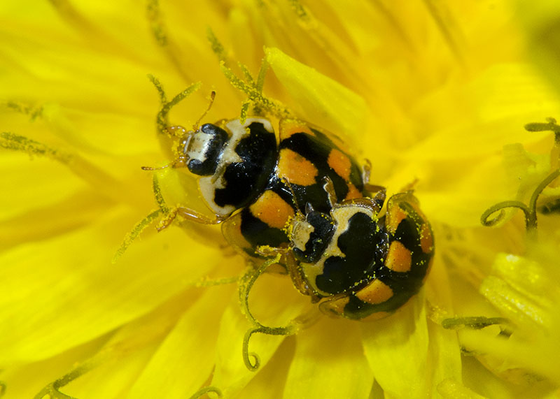 Coccinellidae: Propylea quatuordecimpunctata